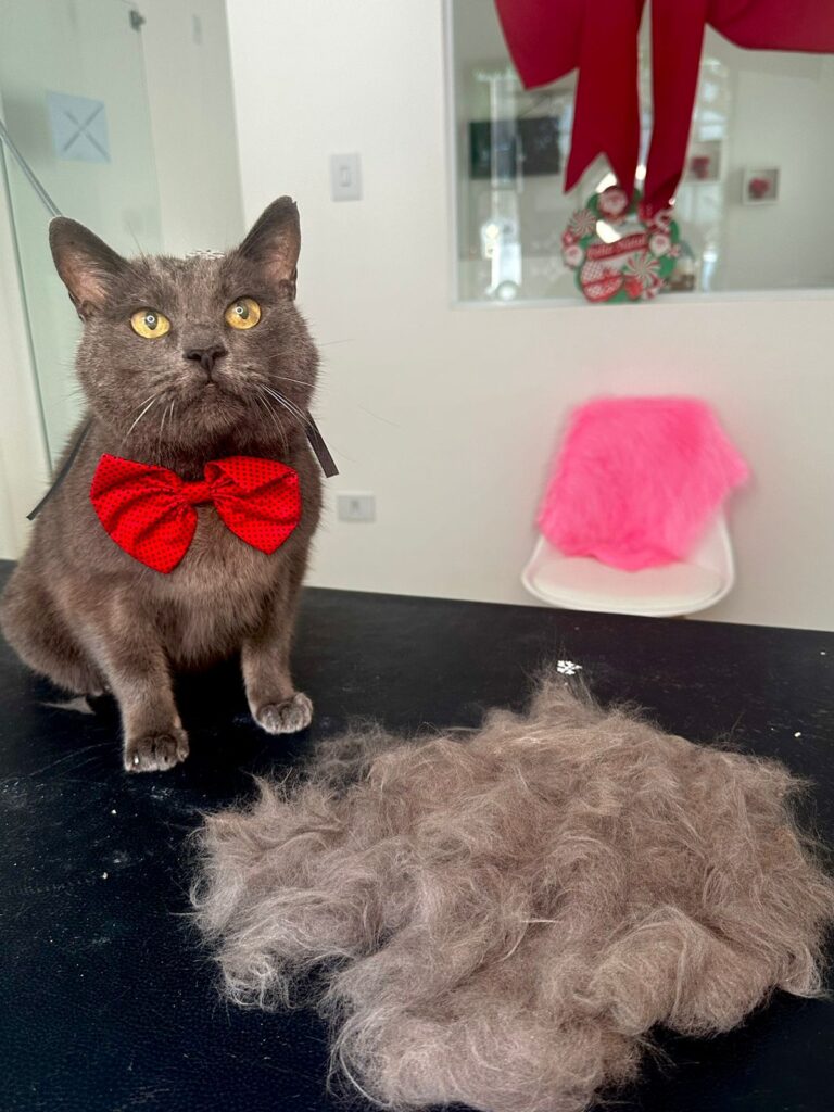 Imagem do WhatsApp de 2024-01-25 à(s) 08.34.38_f292f1b3