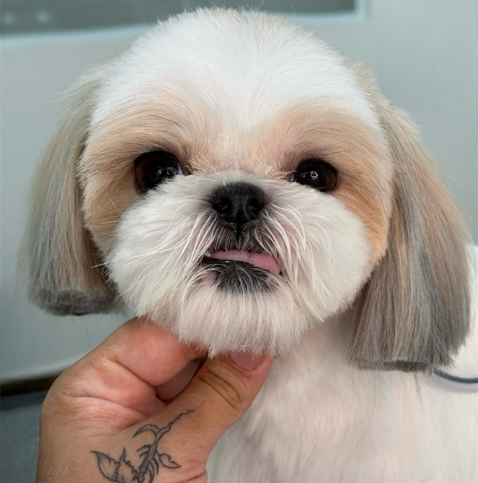 Studio Tutti Pet