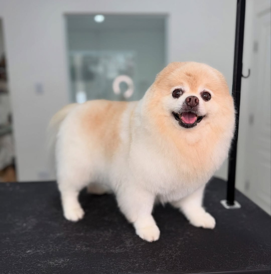 Studio Tutti Pet