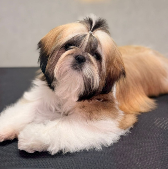 Studio Tutti Pet